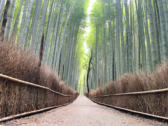 Foresta di Bamboo di Arashiyama - Kyoto