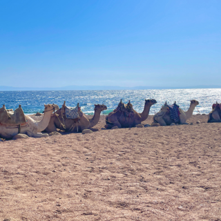 Cammellata in spiaggia - Dahab