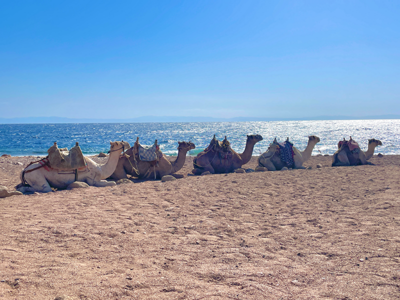 Cammellata in spiaggia - Dahab